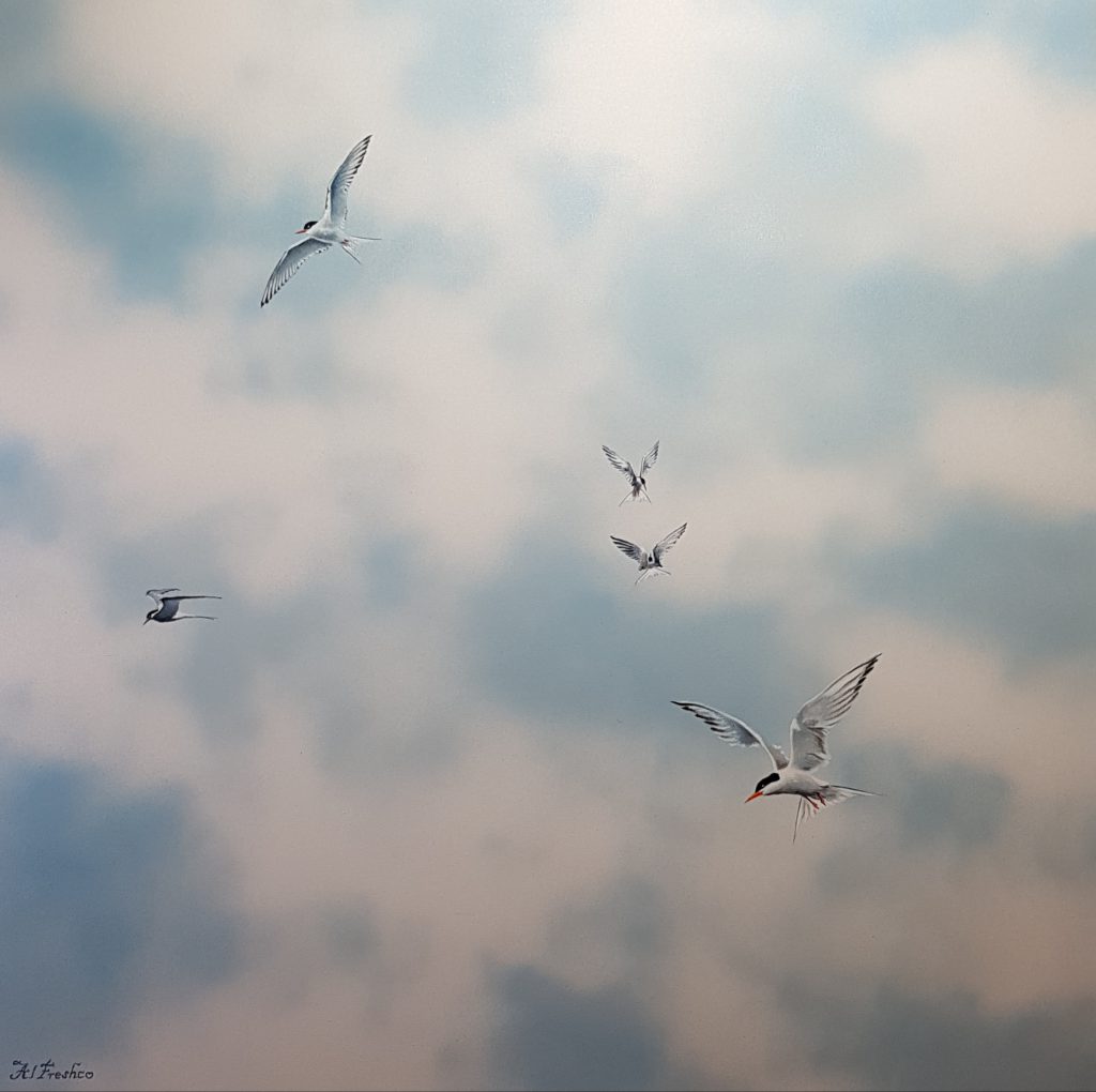 vliegende vogels in een lucht met wolken. Noordse stern of visdiefje.